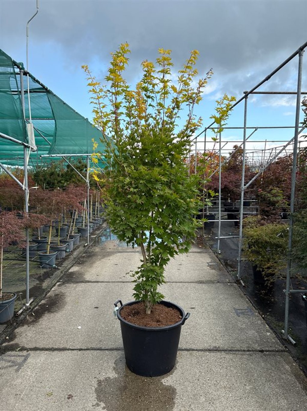 Acer shirasawanum 'Jordan' - 250-275 CM in Cont.